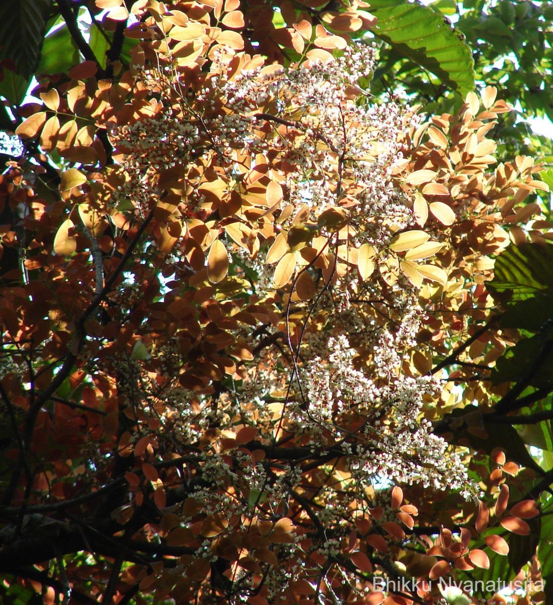 Derris parviflora Benth.